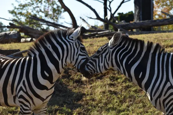 LunarSlots Kazino Pagalba